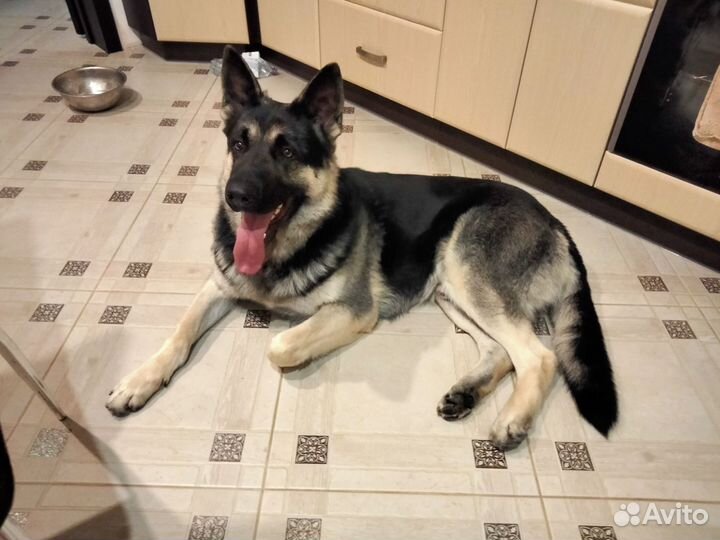 Вязка кобель вео