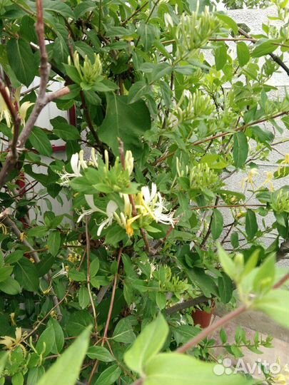 Продается жимолость