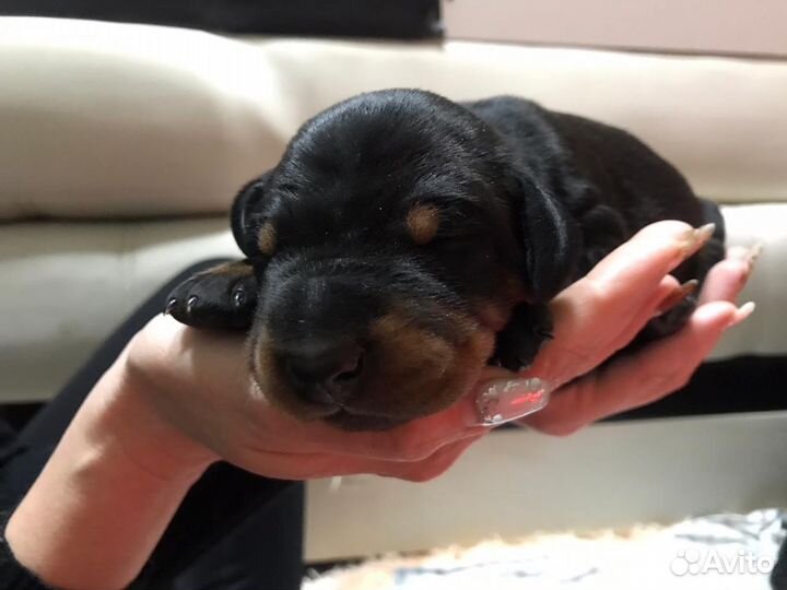 Доберман щенки