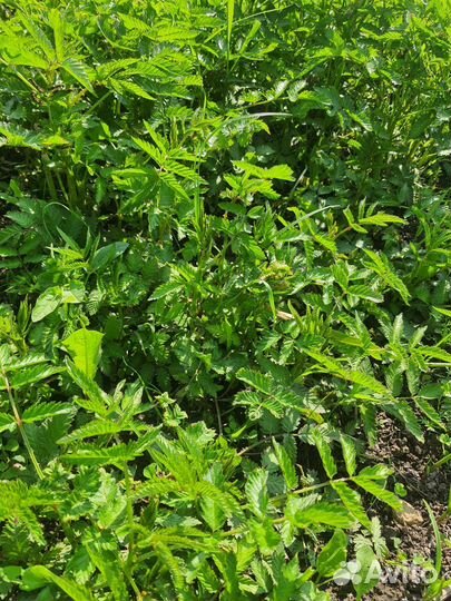 Тибетская малина саженцы