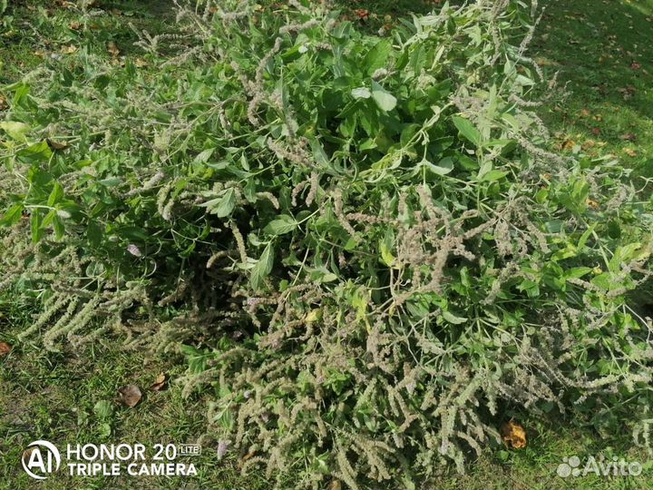 Мята перечная