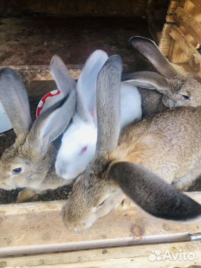 Кролики породы фландр