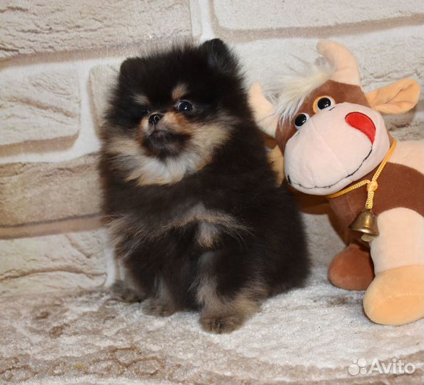 Померанский шпиц