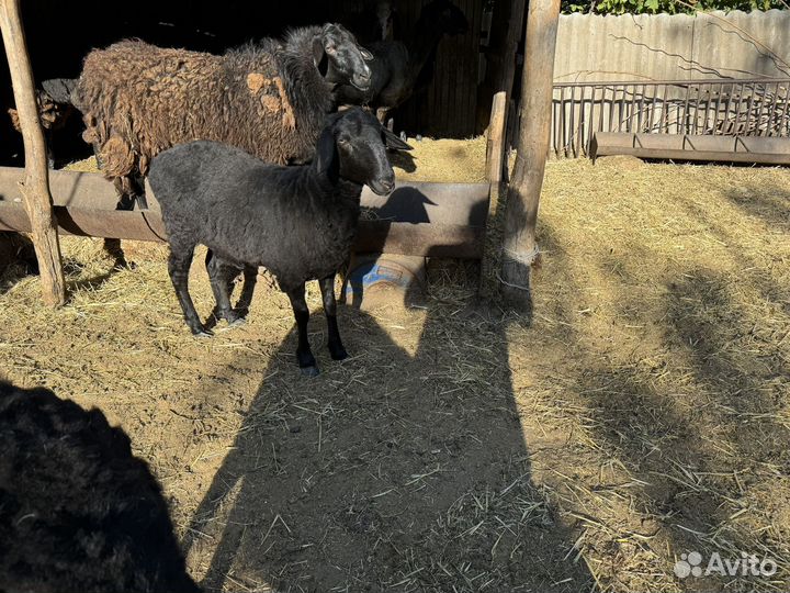 Овцы ярки