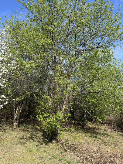 Участок 6 сот. (СНТ, ДНП)