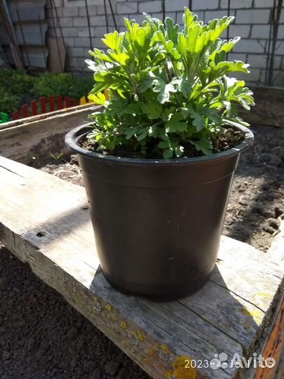 Хризантема