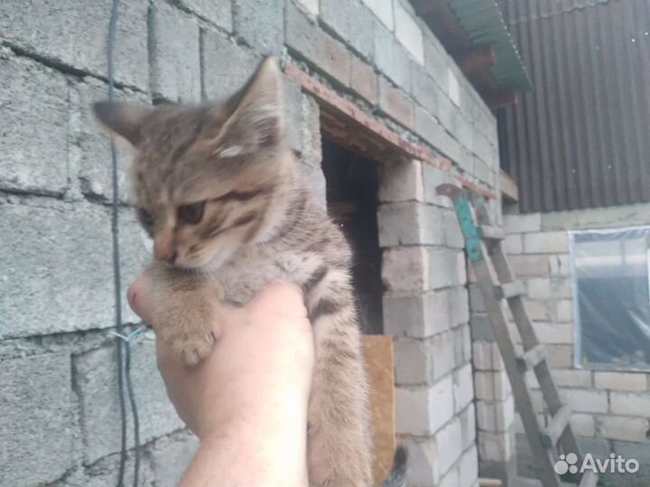 Кошка в дар