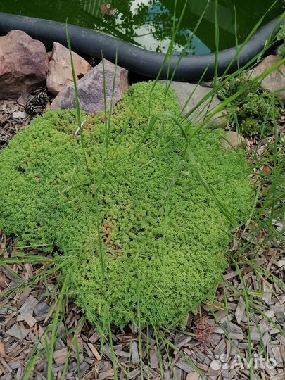 Почвопокровники, для альпийской горки