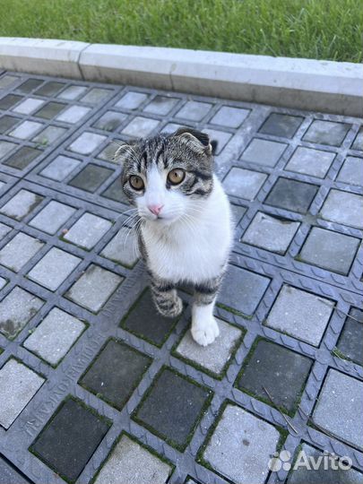 Котенок помесь шотланской вислоухой