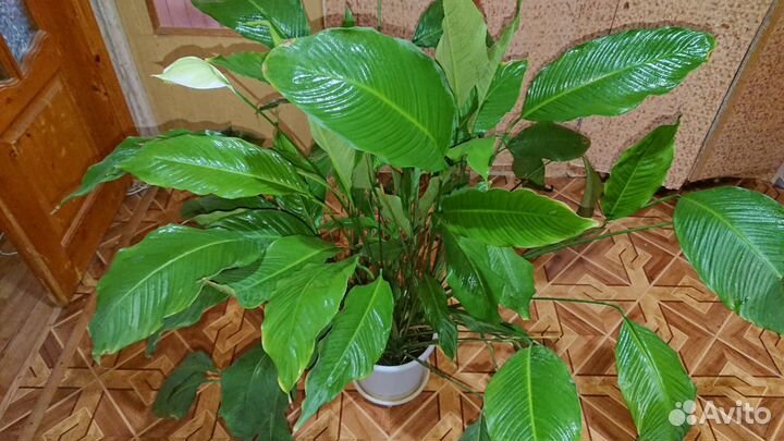 Женское счастье