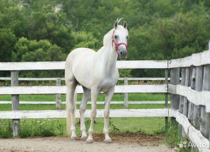 Жеребец орловский рысак