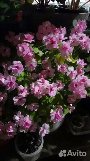 Цветущие фиалки