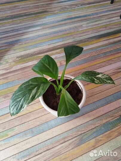 Спатифиллум Канифолиум