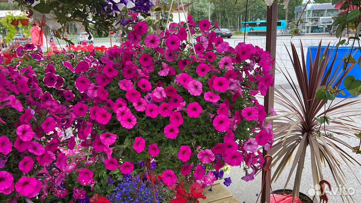 Ампельная петуния в кашпо