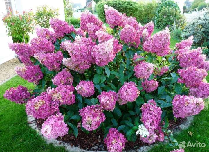 Гортензия метельчатая