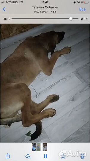 Найдена собака