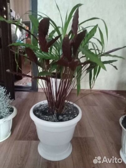 Щучий хвост