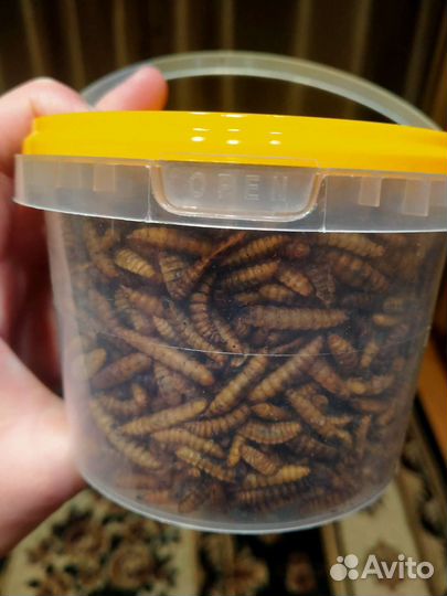 Сушеная личинка мухи чёрной львинки