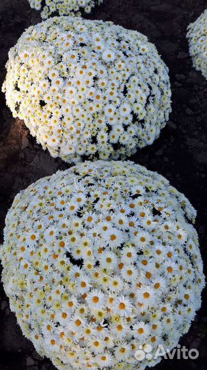 Хризантема шаровидная.мультифлора