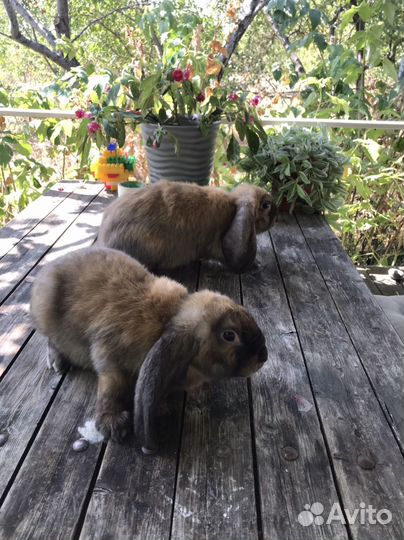 Французский баран