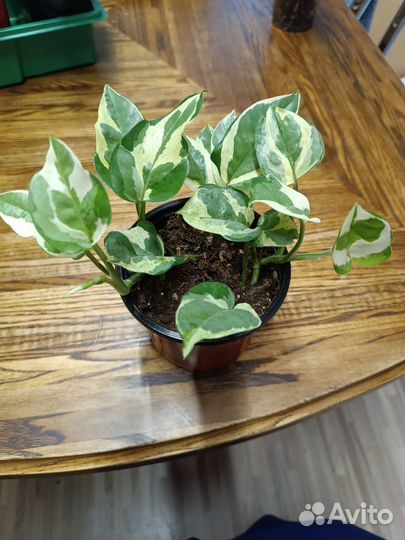 Комнатные растения