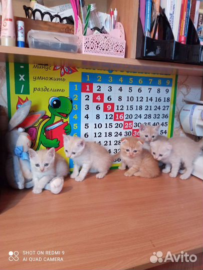 Шотландские котята