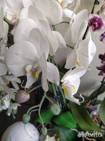 Зелень орхидей для композиций