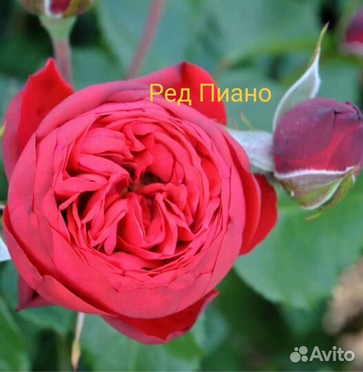 Саженцы роз