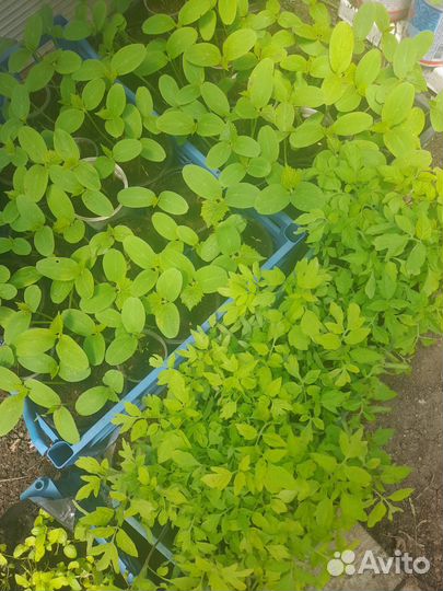 Рассада помидоры