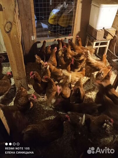 Куры молодки несушки