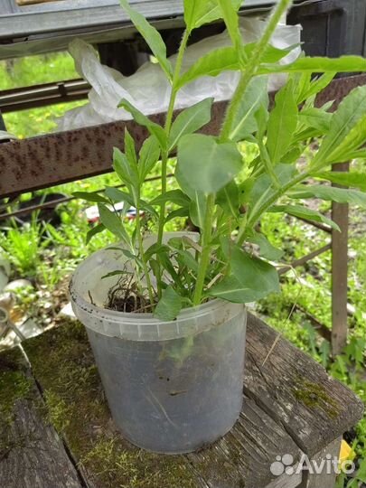 Флокс белый, крупный, цветёт долго очень