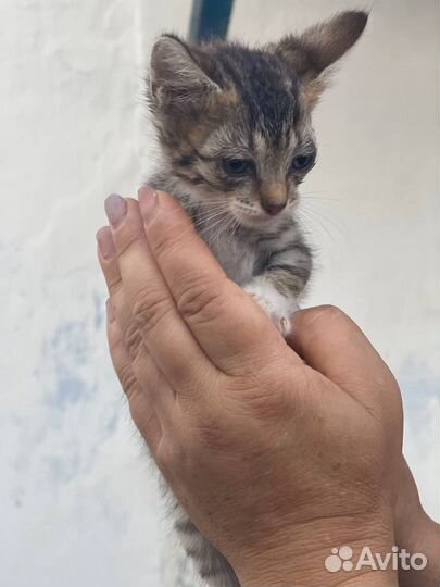 Кошка в дар