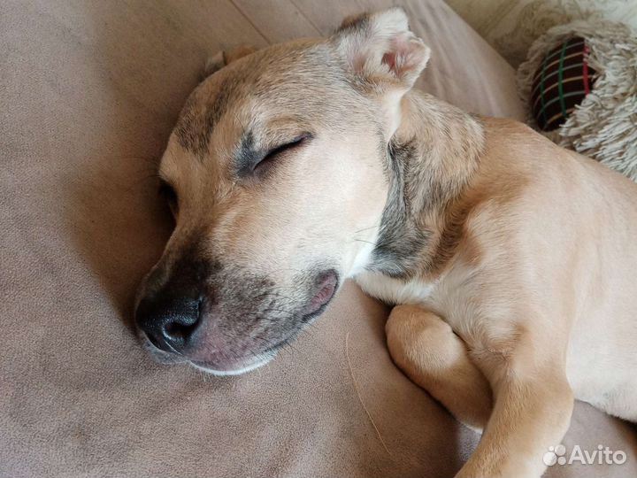 Собака стафф