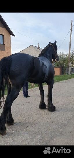 Жеребцы и кобылы