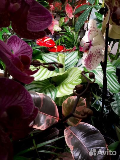 Комнатные растения