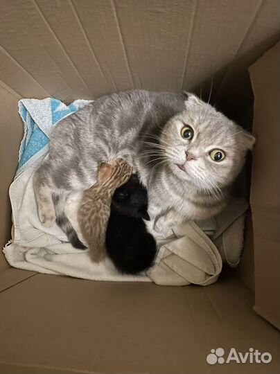 Шотландская