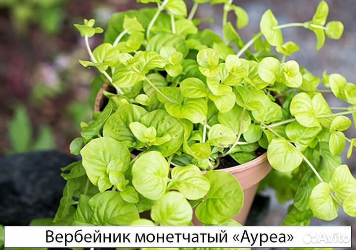 Травянистые в ассортименте