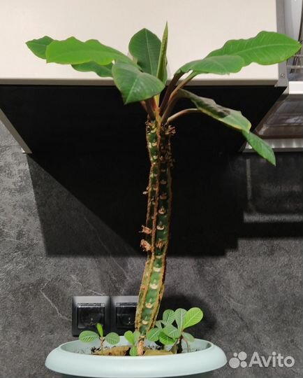 Молочай, толстянка/ денежное дерево