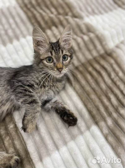 Кузя в добрые руки