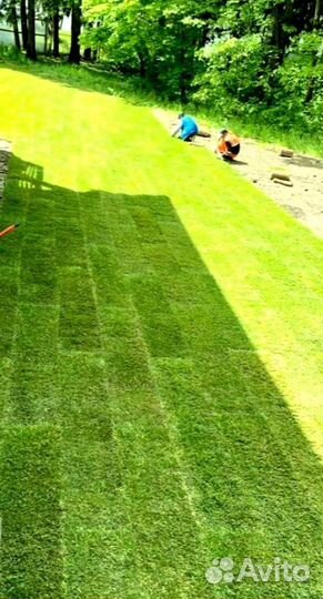 Рулонный газон