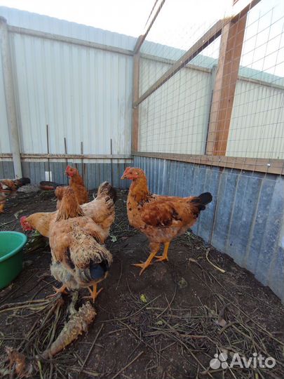 Петух кучинский юбилейный