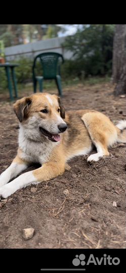 Собака спасли от гибели