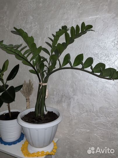 Замиокулькас большой