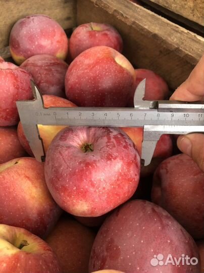 Яблоки Флорина