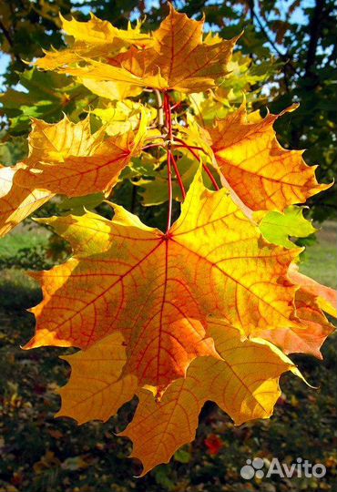 Клен остролистный