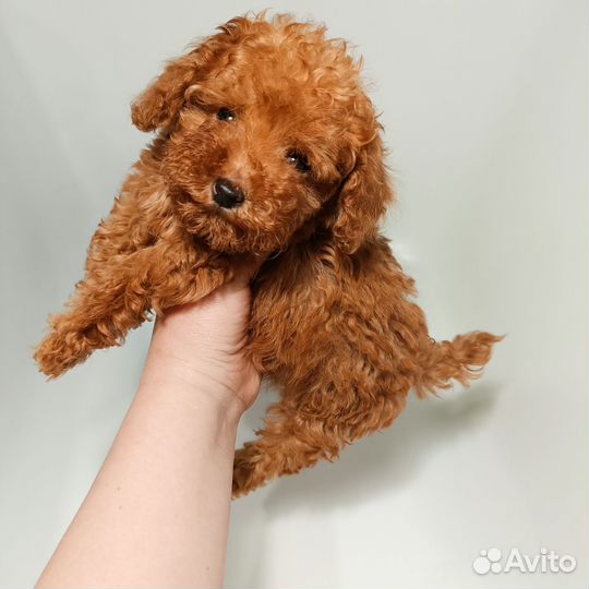 Той-пудель ред браун мини мальчик