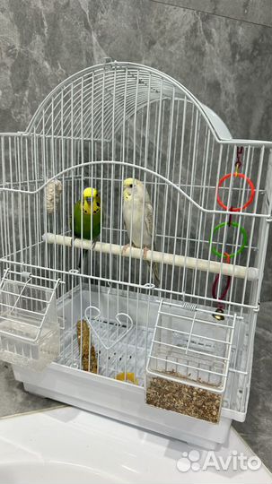 Волнистые попугаи с клеткой