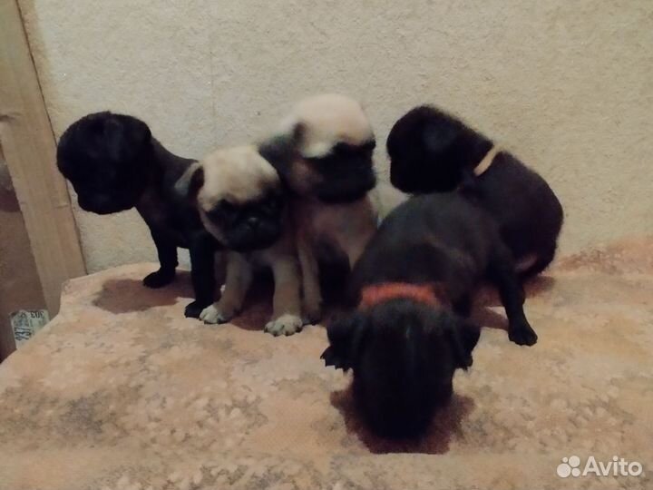 Собаки щенки