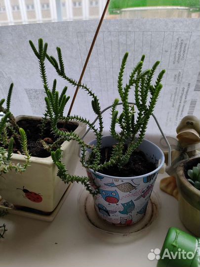 Крассула лукоподис