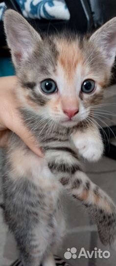 Котенок трёхцветный и рыжий отдам